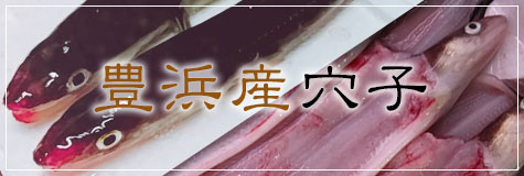 高級鮮魚：豊浜産生穴子